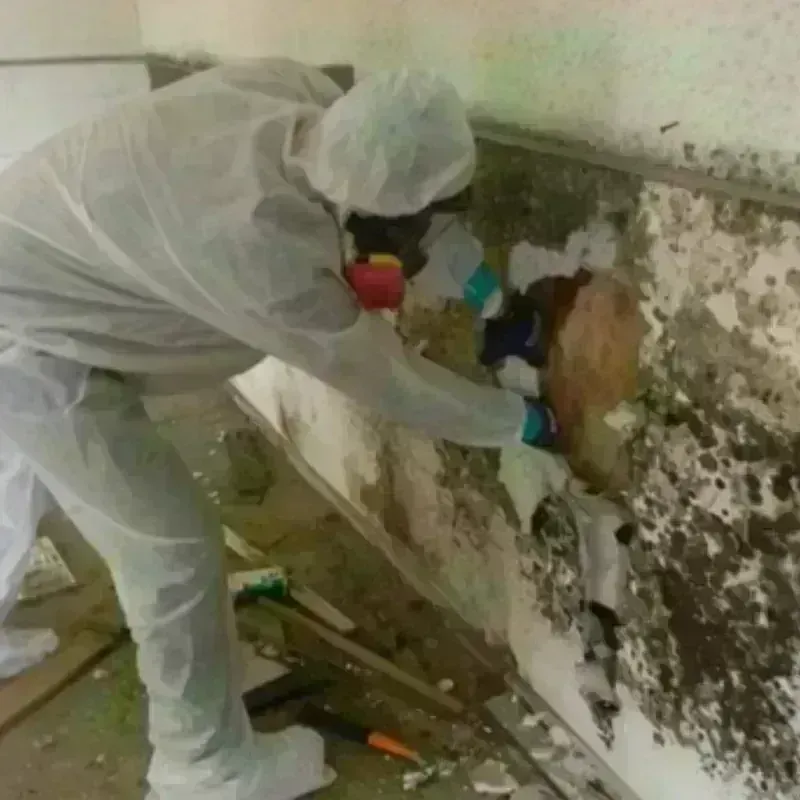 Mold Remediation and Removal in Broadway, NC